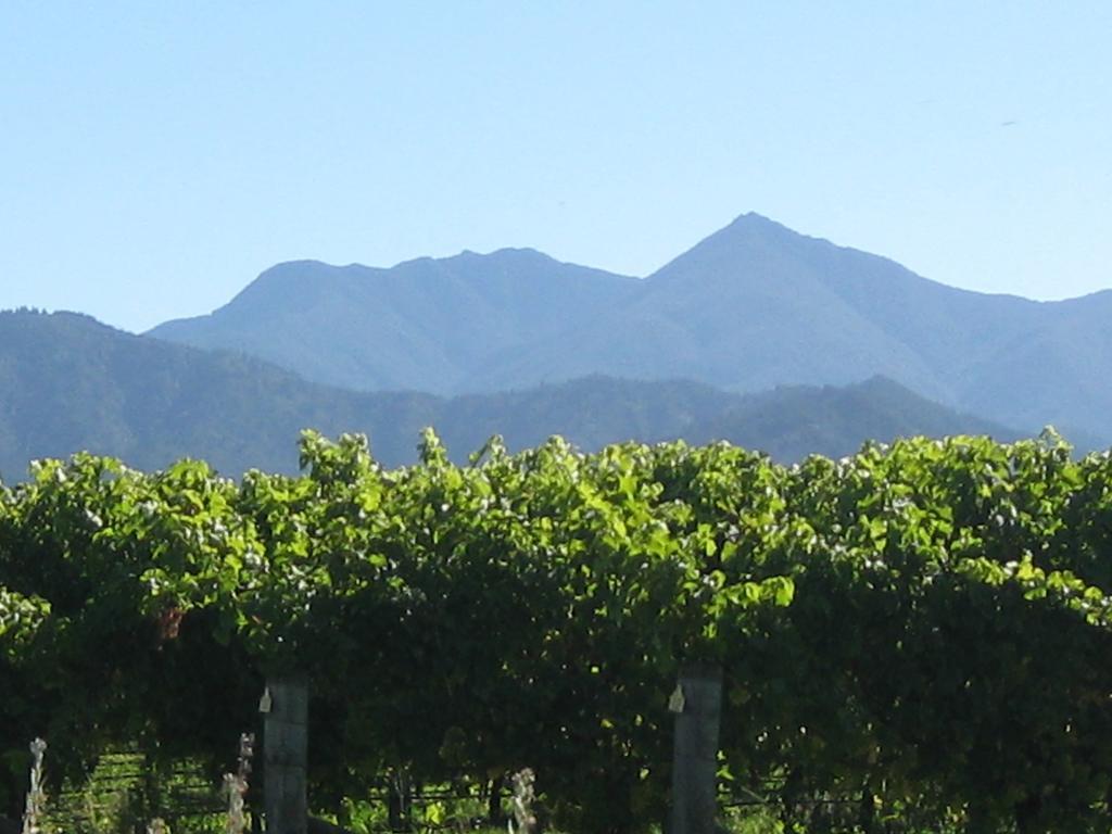 Korohi Vineyard Bnb Blenheim Exterior foto